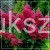 Hortensja bukietowa WIM`S RED -Hydrangea paniculata C7,5l