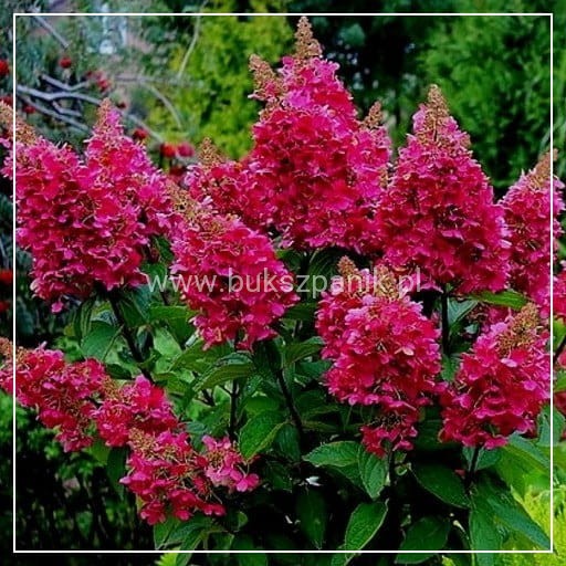 Hortensja bukietowa WIM`S RED -Hydrangea paniculata C7,5l