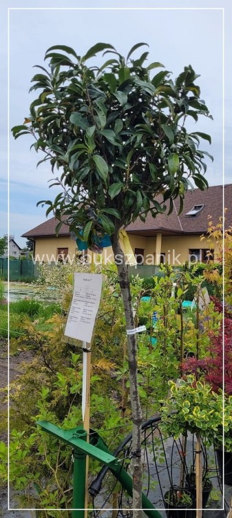 Laurowiśnia wschodnia NOVITA` - Prunus laurocerasus PA 140cm ob 10-12 cm