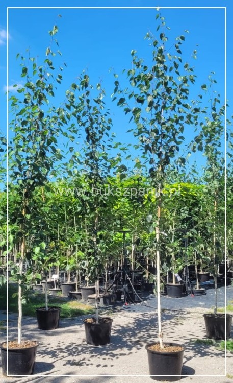 Brzoza pożyteczna- Betula utilis Doorenbos 400cm ob. 8-10cm