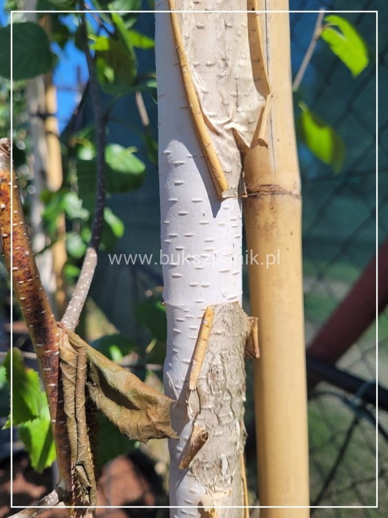 Brzoza pożyteczna- Betula utilis Doorenbos 400cm ob. 8-10cm