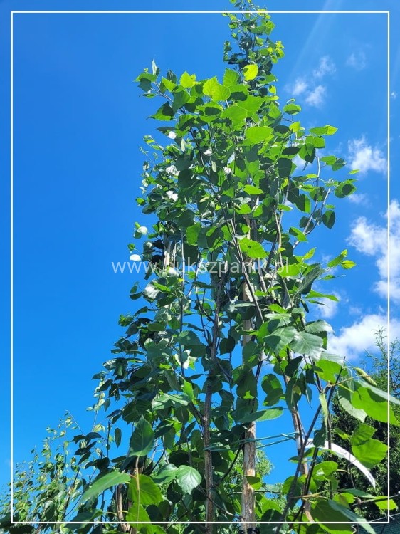 Brzoza pożyteczna- Betula utilis Doorenbos 400cm ob. 8-10cm