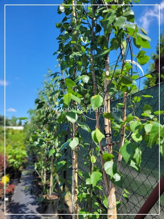 Brzoza pożyteczna- Betula utilis Doorenbos 400cm ob. 8-10cm