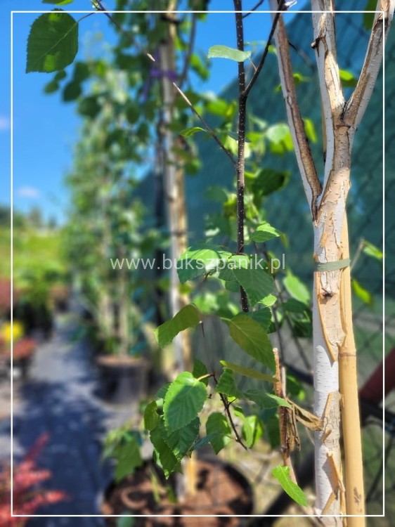 Brzoza pożyteczna- Betula utilis Doorenbos 400cm ob. 8-10cm