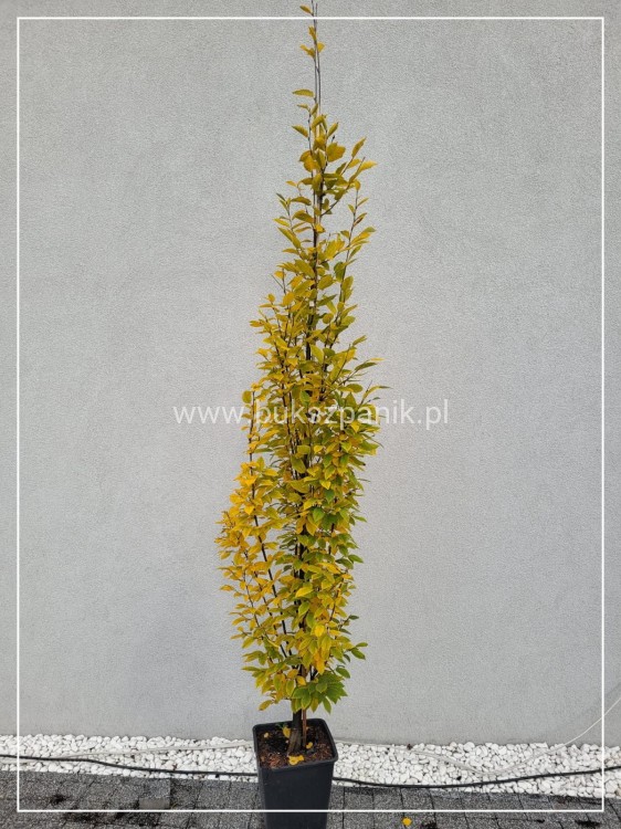 Grab pospolity FASTIGIATA - Carpinus betulus wys.300cm, ob. 6-8cm