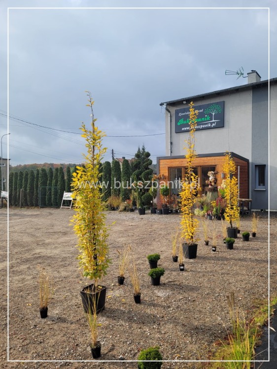 Grab pospolity FASTIGIATA - Carpinus betulus wys.300cm, ob. 6-8cm