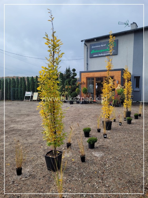 Grab pospolity FASTIGIATA - Carpinus betulus wys.300cm, ob. 6-8cm