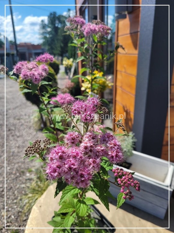 Tawuła japońska- Spiraea Japonica