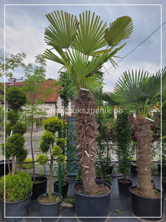Palma Mrozoodporna Szorstkowiec Fortunego - PalmaTrachycarpus fortunei