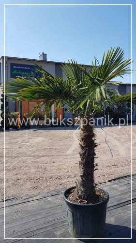 Palma Mrozoodporna Szorstkowiec Fortunego - PalmaTrachycarpus fortunei