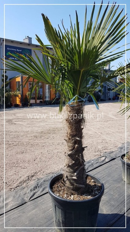 Palma Mrozoodporna Szorstkowiec Fortunego - PalmaTrachycarpus fortunei