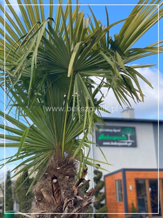 Palma Mrozoodporna Szorstkowiec Fortunego - PalmaTrachycarpus fortunei