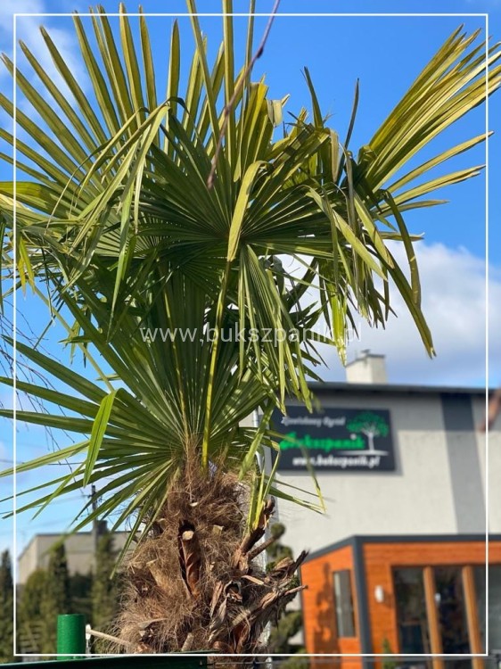 Palma Mrozoodporna Szorstkowiec Fortunego - PalmaTrachycarpus fortunei
