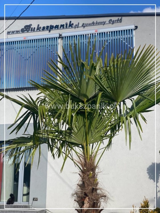Palma Mrozoodporna Szorstkowiec Fortunego - PalmaTrachycarpus fortunei