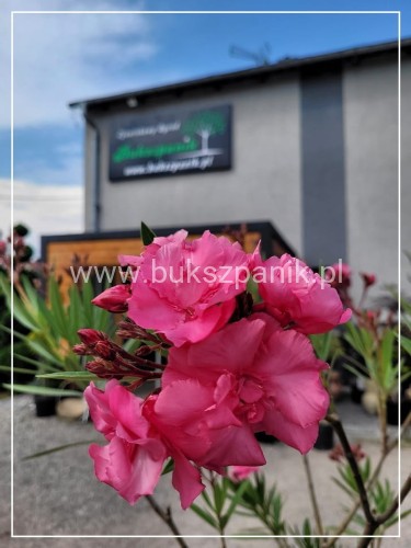 Oleander pospolity (Nerium oleander)- różowe