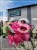 Oleander pospolity (Nerium oleander)- różowe