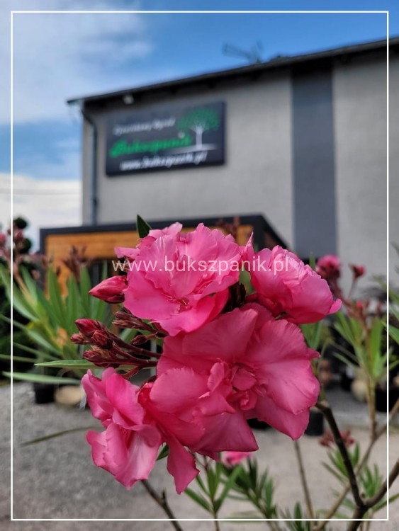 Oleander pospolity (Nerium oleander)- różowe