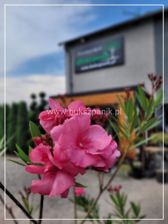 Oleander pospolity (Nerium oleander)- różowe