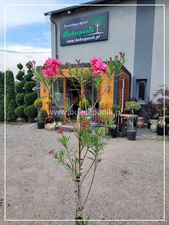 Oleander pospolity (Nerium oleander)- różowe