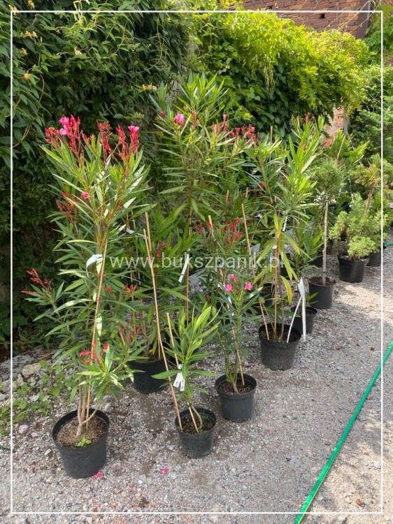 Oleander pospolity (Nerium oleander)- różowe