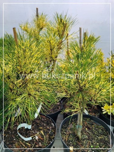 sosna gęstokwiatowa 'Rainbow' Pinus densiflora