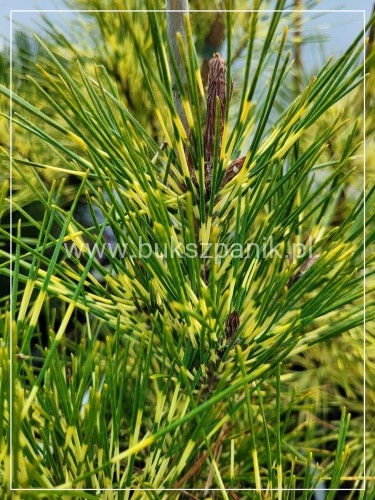 sosna gęstokwiatowa 'Rainbow' Pinus densiflora