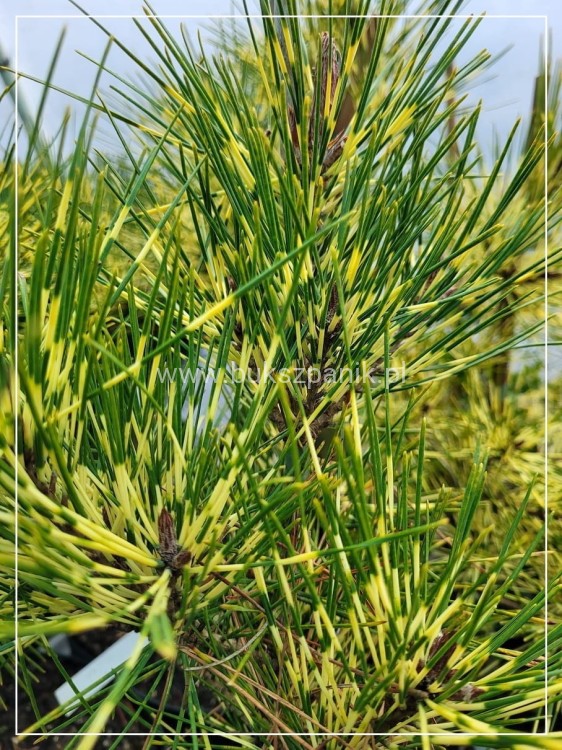 sosna gęstokwiatowa 'Rainbow' Pinus densiflora