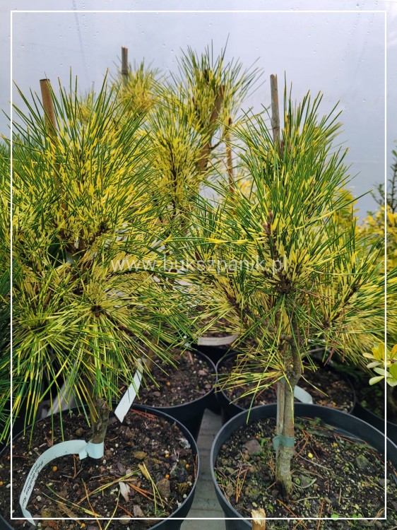sosna gęstokwiatowa 'Rainbow' Pinus densiflora