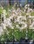 Gaura Lindheimera GRACEFUL WHITE- Gaura