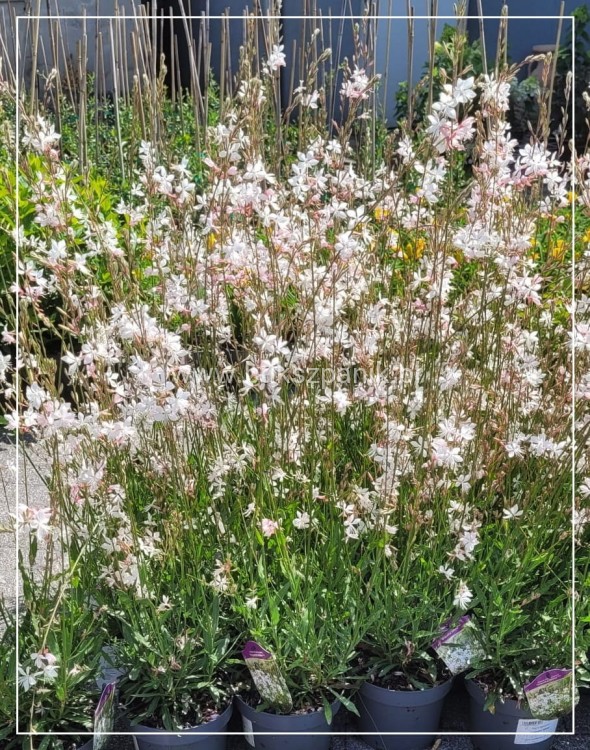 Gaura Lindheimera GRACEFUL WHITE- Gaura