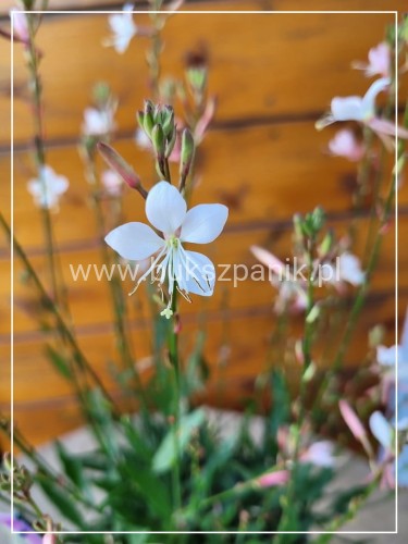 Gaura Lindheimera GRACEFUL WHITE- Gaura