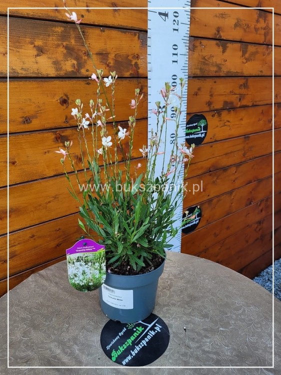 Gaura Lindheimera GRACEFUL WHITE- Gaura