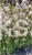 Gaura Lindheimera GRACEFUL WHITE- Gaura