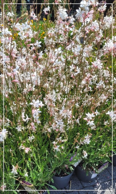 Gaura Lindheimera GRACEFUL WHITE- Gaura