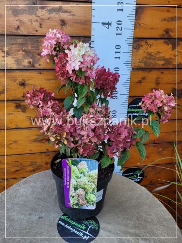 Hortensja bukietowa- PETITE STAR ‘COUSTAR02’ Hydrangea paniculata C5l