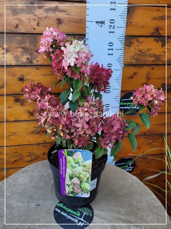 Hortensja bukietowa- PETITE STAR ‘COUSTAR02’ Hydrangea paniculata C5l