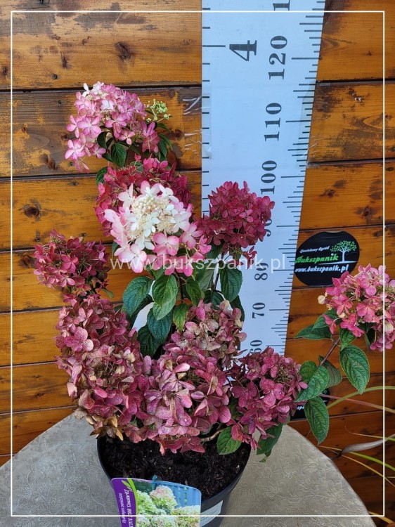 Hortensja bukietowa- PETITE STAR ‘COUSTAR02’ Hydrangea paniculata C5l