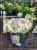 Hortensja bukietowa- PETITE STAR ‘COUSTAR02’ Hydrangea paniculata C5l