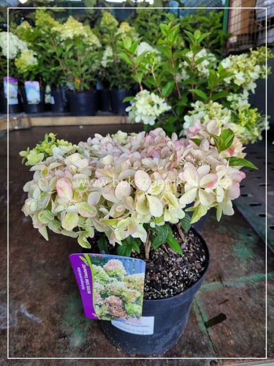 Hortensja bukietowa- PETITE STAR ‘COUSTAR02’ Hydrangea paniculata C5l