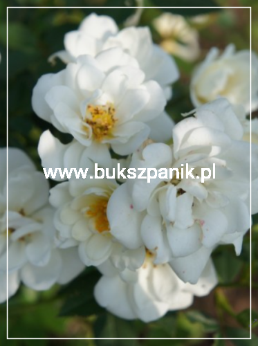 Róża White Fairy- Rosa c5l
