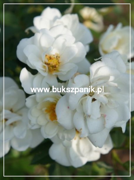 Róża White Fairy- Rosa c5l