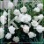 Róża White Fairy- Rosa c5l