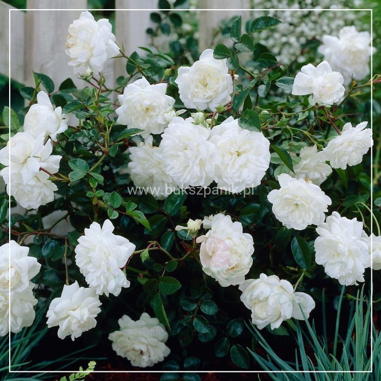 Róża White Fairy- Rosa c5l