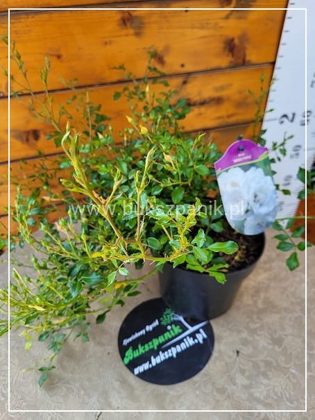 Róża White Fairy- Rosa c5l