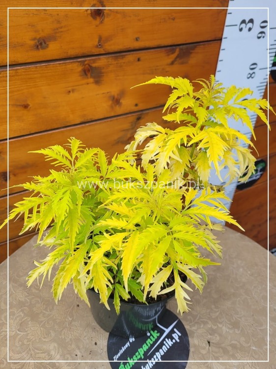 Bez koralowy Plumosa Aurea- Sambucus racemosa C3