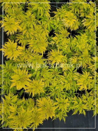 Bez koralowy Plumosa Aurea- Sambucus racemosa C3