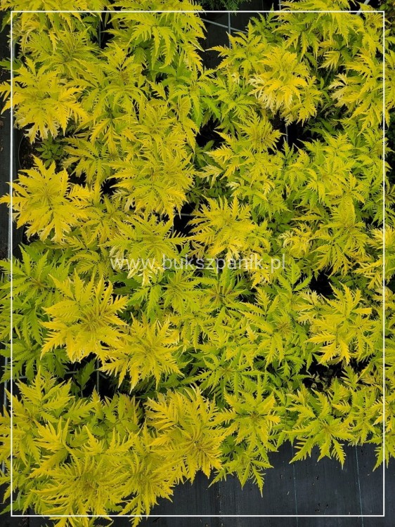 Bez koralowy Plumosa Aurea- Sambucus racemosa C3