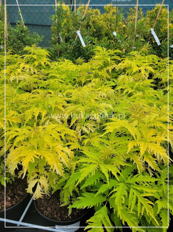Bez koralowy Plumosa Aurea- Sambucus racemosa C3