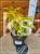 Bez koralowy Plumosa Aurea- Sambucus racemosa C3