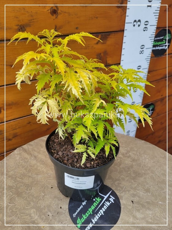 Bez koralowy Plumosa Aurea- Sambucus racemosa C3